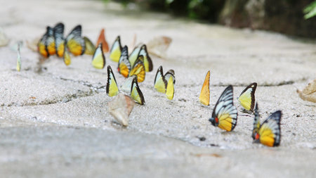 Colorful butterflies on floor. Motion Blur. Selective focusの写真素材