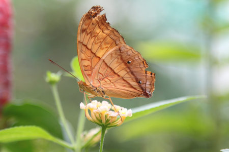 Close up colorful butterfly perch on green leaf over blur background. Selective Focusの写真素材