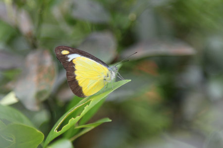 Close up colorful butterfly perch on green leaf over blur background. Selective Focusの写真素材