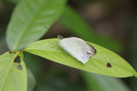 Close up colorful butterfly perch on green leaf over blur background. Selective Focusの写真素材