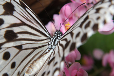 Idea leuconoe, Tree Nymph butterfly, Rice Paper butterfly on pink flower over a blur background. Selective focusの写真素材