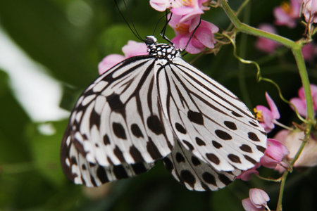 Idea leuconoe, Tree Nymph butterfly, Rice Paper butterfly on pink flower over a blur background....