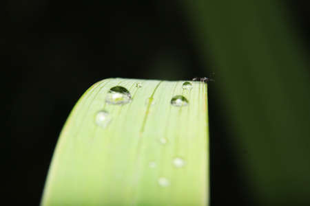 Macro Close-up of a leaf and water drops on it backgroundの写真素材