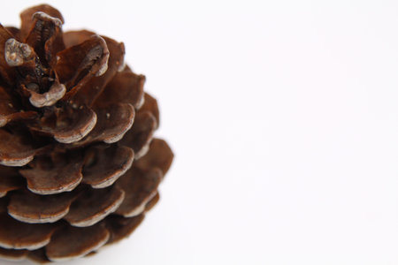 Close up Dried Pink pineapples (Ananas nanus) Dwarf pineapples isolated white background, members of...