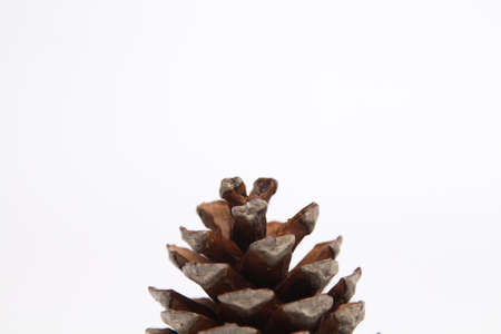 Close up Dried Pink pineapples (Ananas nanus) Dwarf pineapples isolated white background, members of the Bromelia family. Used as ornamental plant or herbs for malay traditional medicineの写真素材
