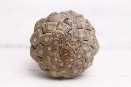 Close up Dried Pink pineapples (Ananas nanus) Dwarf pineapples isolated white background, members of...