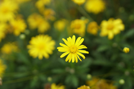 Thymophyllia,yellow flowers, natural summer background, blurred image, selective focus. Spring...