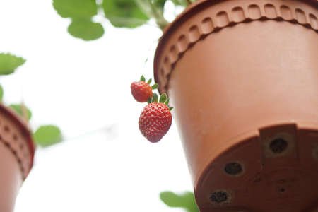 Fresh Strawberry on tree at local farmer farm ready for pickingの写真素材