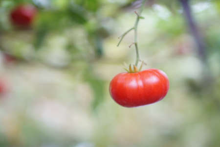 Close up fresh red cherry Tomato fruits on tree plant.の写真素材