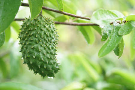 Soursop / guanabana / graviola exotic fruit hanging from tree - growing and harvesting your own food, self-sustainability, rural country lifeの写真素材