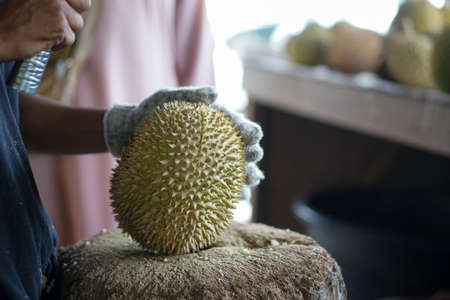 Unidentified durian seller is opening up the durian, which is also known as the king of all fruits. Some people find it pungent, but for most Asians, the durian is delicious.の写真素材