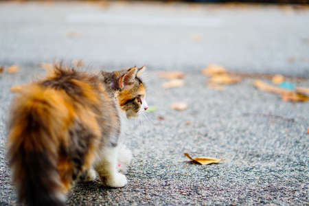 Cute cat kitten on a street playing.の写真素材