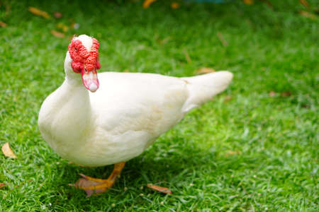 The Muscovy Duck (Cairina moschata) resting inside a petting zoo.の写真素材
