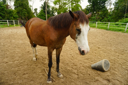 Portrait of a horse, pony, brown horse. Horse on petting zoo.