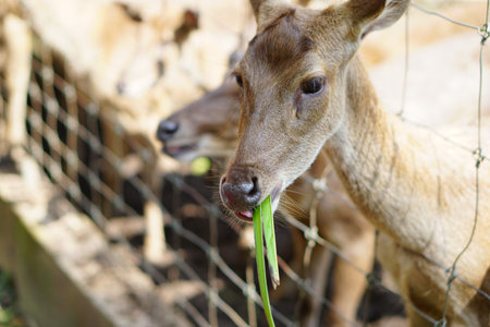 Close up Deer eating a grass inside a petting zoo.の写真素材
