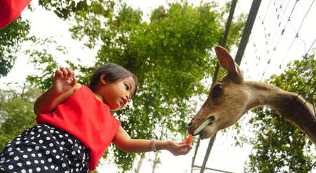Asian Kids Cute Girl feeding deer in a petting zoo farm.の写真素材
