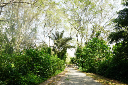 Walking path in forest