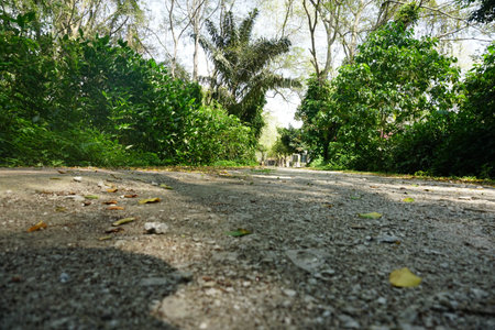 Walking path in forest