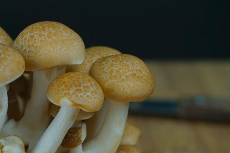 fresh brown shimeji mushroom, beech mushroom or edible mushroom on dark background