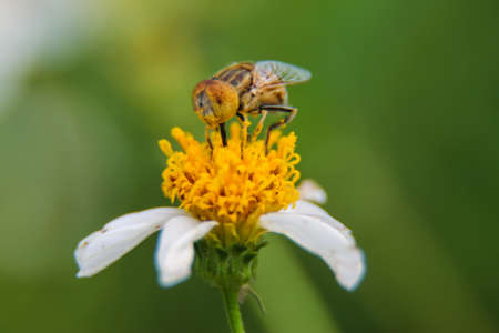 Macro closeup cute flower flies or Hoverfly (Syrphidae). Seletive focusの写真素材