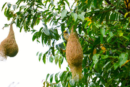 Bird's nest of Baya weaver,Bird's nest of Ploceus philippinus and blue sky.