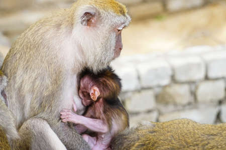 Close up cute baby vervet monkey with her motherの写真素材