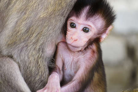 Close up cute baby vervet monkey with her motherの写真素材