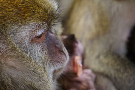 Close up cute baby vervet monkey with her motherの写真素材