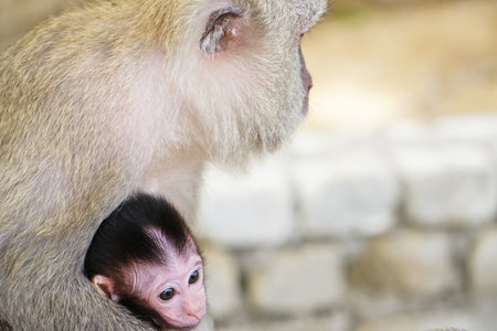 Close up cute baby vervet monkey with her mother