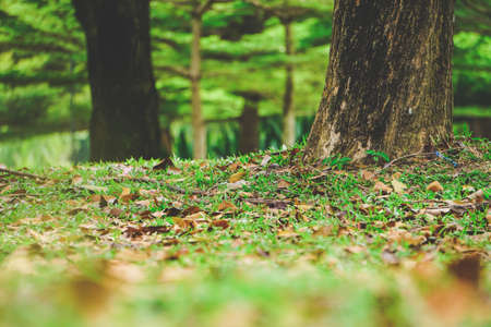 Close up photo of wooden texture on old tree. Selective focus, vintage toneの写真素材