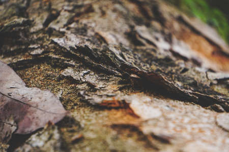 Close up photo of wooden texture on old tree. Selective focus, vintage toneの写真素材