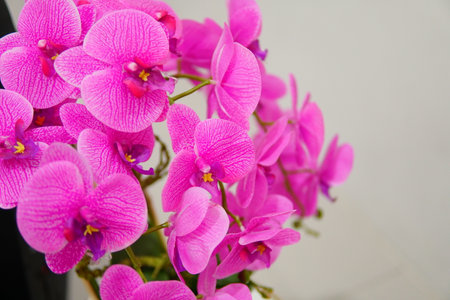 Close up Decorated Purple orchid flower phalaenopsis. Copy Space Conceptの写真素材