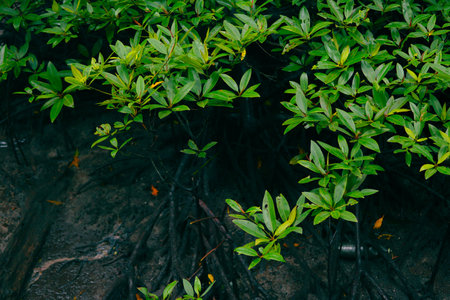 Mangrove trees in mangrove forests with twig roots grow in water during low tideの写真素材