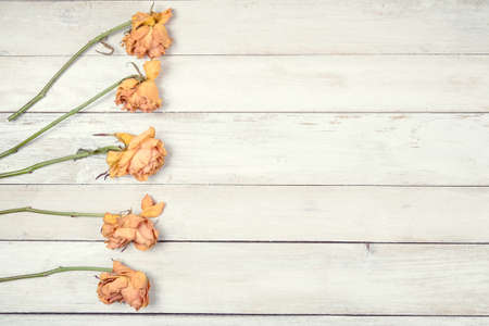 Five dried yellow roses on old white wooden backgroudの写真素材
