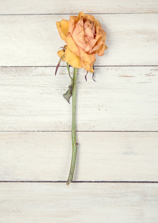 One dried yellow rose on old white wooden backgroudの写真素材