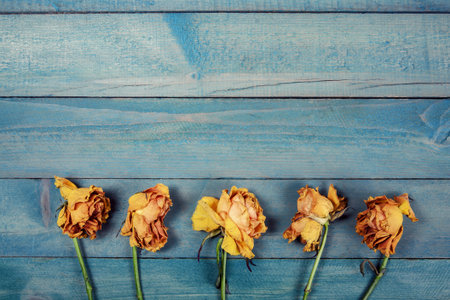 Five dried yellow roses on old blue wooden backgroundの写真素材