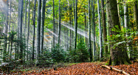 Sun rays in the forest
