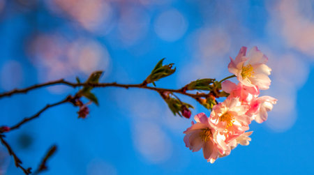 Cherry blossom in spring