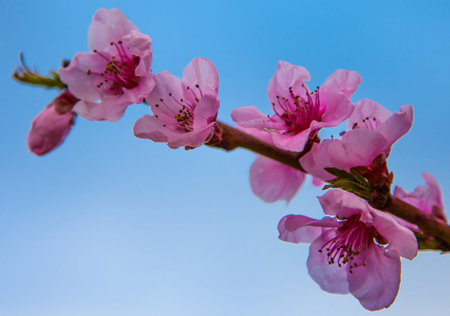 Cherry blossom in early spring 