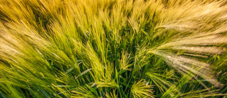 Wheat Field at Geneva, Switzerlandの写真素材