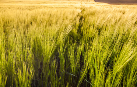 Wheat Field at Geneva, Switzerlandの写真素材