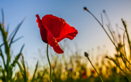 Wild poppies at dawn with sun rising in the background at a meadow near Prangins, Switzerlandの写真素材