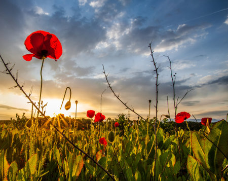 Wild poppies at dawn with sun rising in the background at a meadow