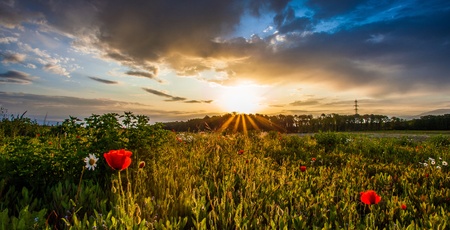 Wild poppies at dawn with sun rising in the background at a meadowの写真素材