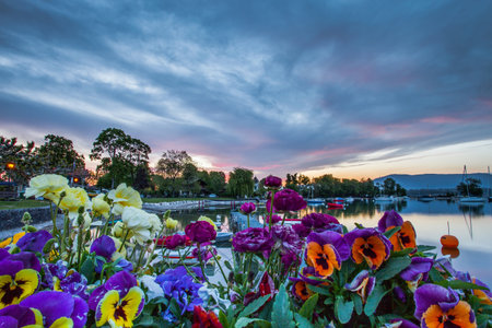 Beautiful flowers in the foreground of a pretty sunrise at a small bay at Lake Geneva, Switzerland 