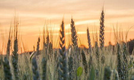 Wheat field and the rising sun