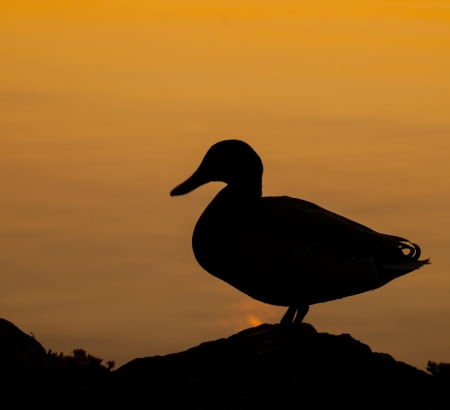Mallard or Wild Duck Silhouetteの写真素材