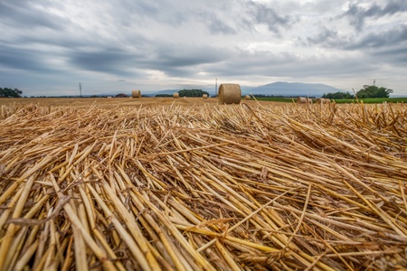 Wheat bale after harvesting season in Switzerlandの写真素材