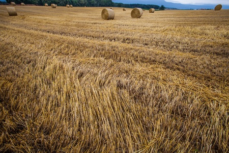 Wheat bale after harvesting season in Switzerlandの写真素材
