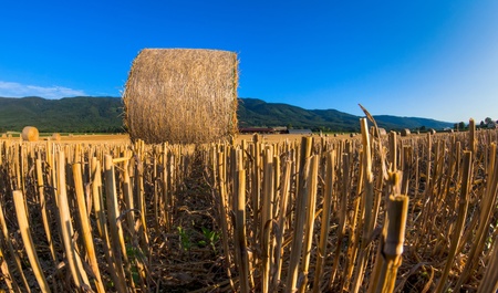 Wheat bale in a wheat field in Switzerlandの写真素材